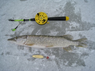 Hauki 800 g