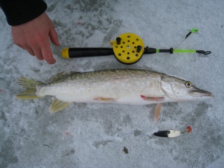 Hauki 950 g