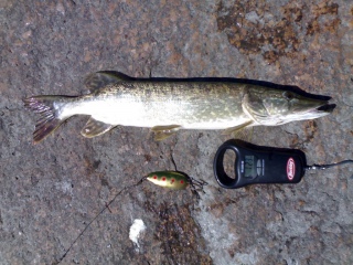 Hauki 1,23 kg