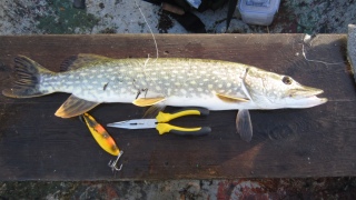 Hauki 1,15 kg