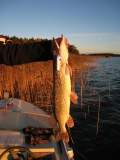 Hauki 1,42 kg