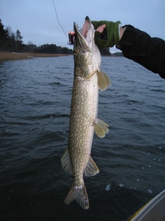 Hauki 3,68 kg