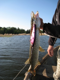 Hauki 1,45 kg