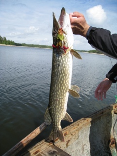Hauki 2,15 kg