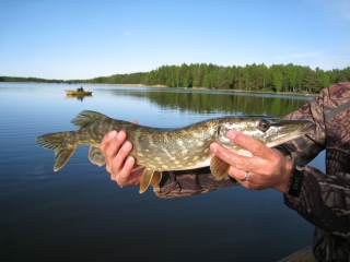 Hauki 1,31 kg
