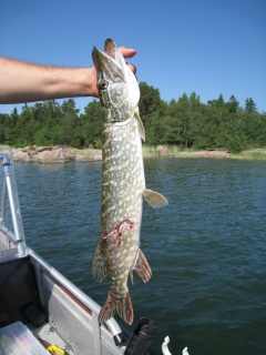 Hauki 1,42 kg