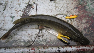 Hauki 2,13 kg