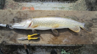Hauki 2,60 kg