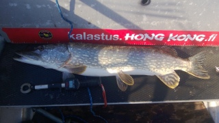 Hauki 5,55 kg