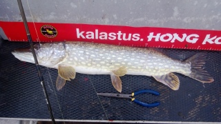 Hauki 2,60 kg