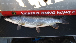 Hauki 4,77 kg