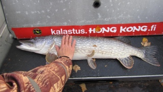 Hauki 6,24 kg
