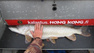 Hauki 7,34 kg