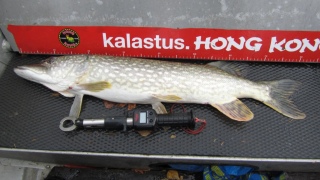 Hauki 3,50 kg