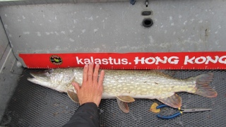 Hauki 4,35 kg