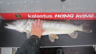Hauki 5,18 kg