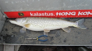 Hauki 3,70 kg