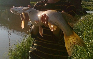 Hauki 2,55 kg