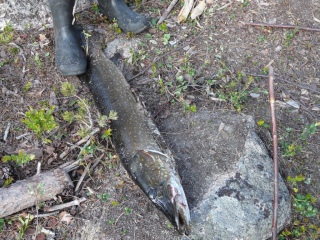 Hauki 4,00 kg