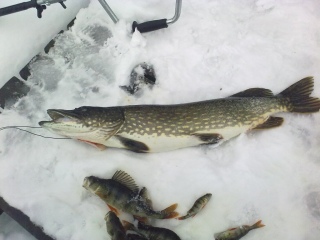 Hauki 3,20 kg