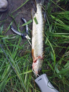 Hauki 500 g