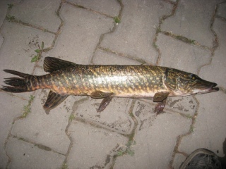 Hauki 1,90 kg