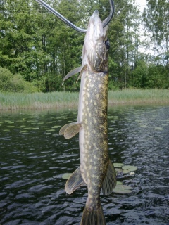 Hauki 800 g