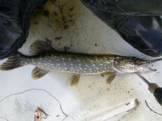 Hauki 1,10 kg
