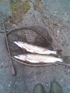 Hauki 1,05 kg