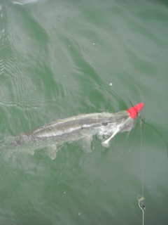Hauki 1,00 kg