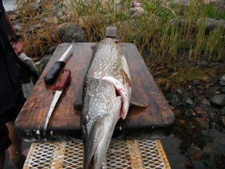Hauki 3,13 kg