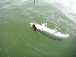 Hauki 1,20 kg