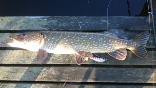 Hauki 6,58 kg