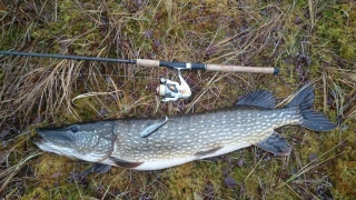 Hauki 9,21 kg