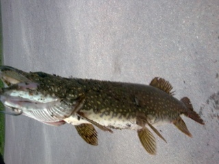 Hauki 2,30 kg