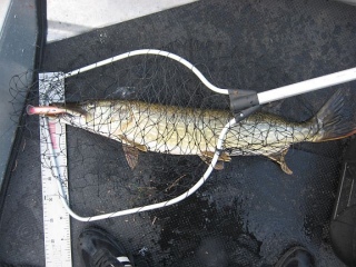 Hauki 3,50 kg