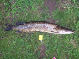 Hauki 2,65 kg