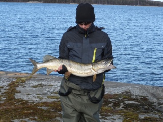 Hauki 3,80 kg
