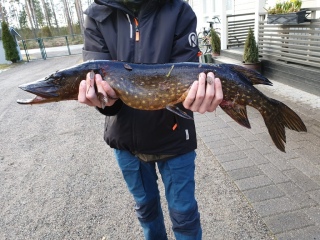Hauki 3,00 kg