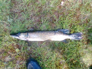 Hauki 2,50 kg