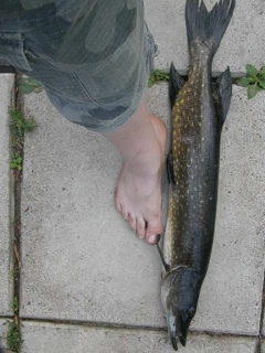 Hauki 1,65 kg