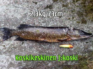 Hauki 2,30 kg