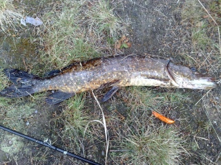 Hauki 1,20 kg