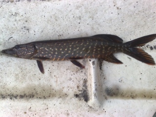 Hauki 500 g