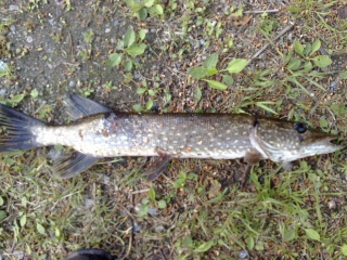 Hauki 250 g