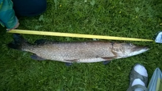 Hauki 4,02 kg