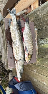 Hauki 1,56 kg