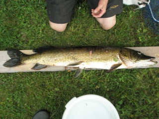 Hauki 6,80 kg