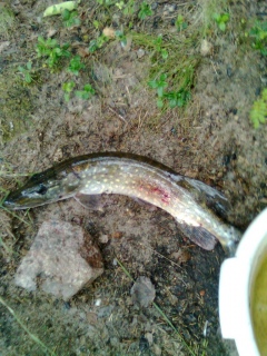 Hauki 1,20 kg