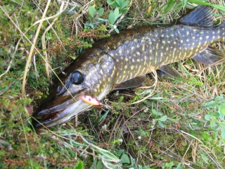 Hauki 1,01 kg